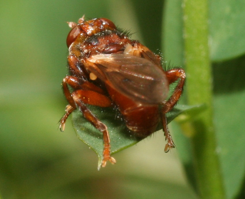 Myopa del gruppo testacea: Myopa cfr. pellucida (Conopidae)