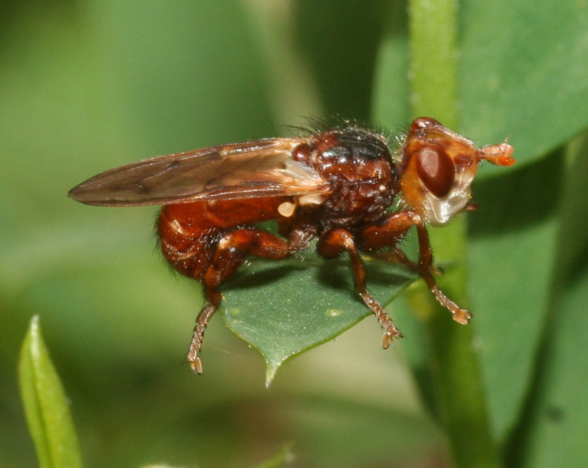 Myopa del gruppo testacea: Myopa cfr. pellucida (Conopidae)