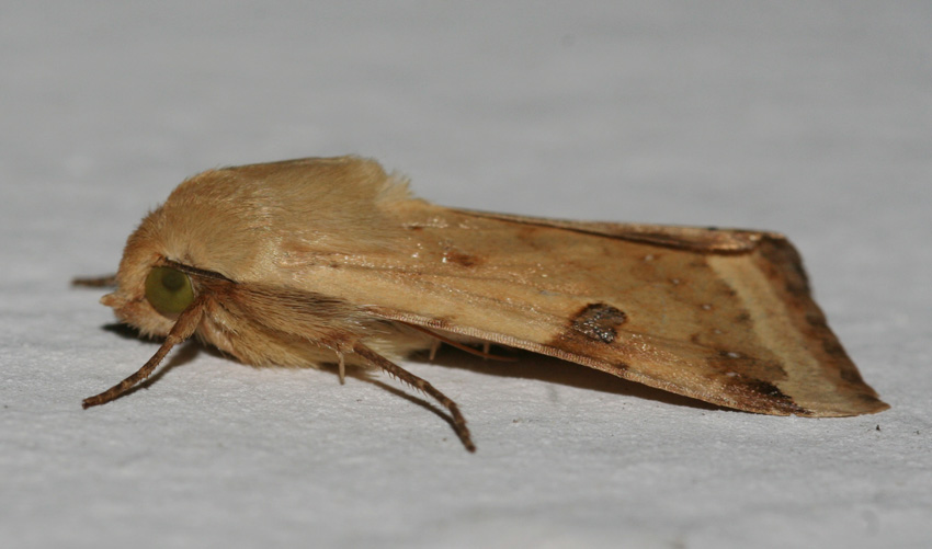 Falena da identificare. - Heliothis peltigera