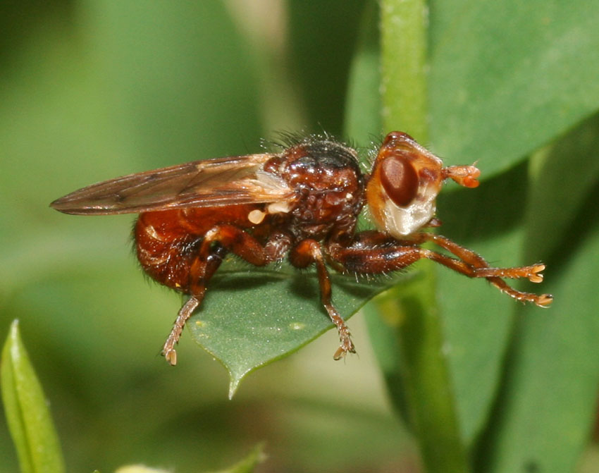 Myopa del gruppo testacea: Myopa cfr. pellucida (Conopidae)