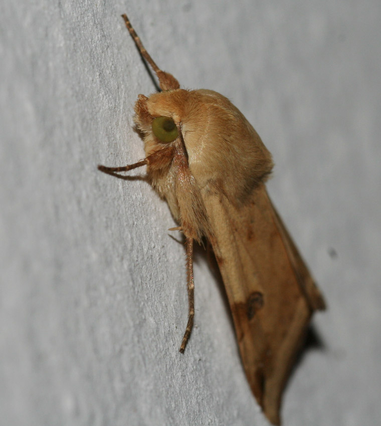 Falena da identificare. - Heliothis peltigera