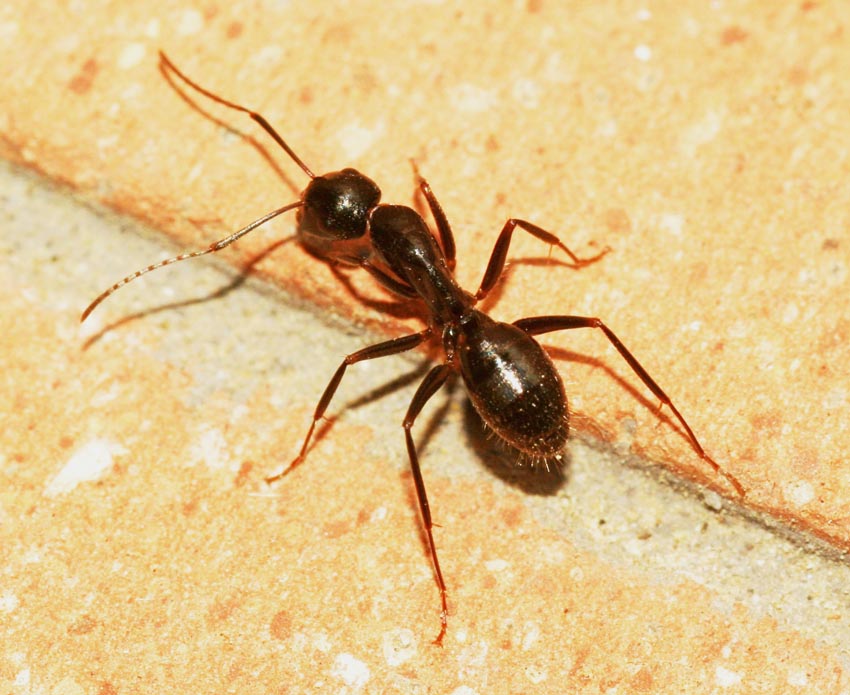 Camponotus (operaia minore)