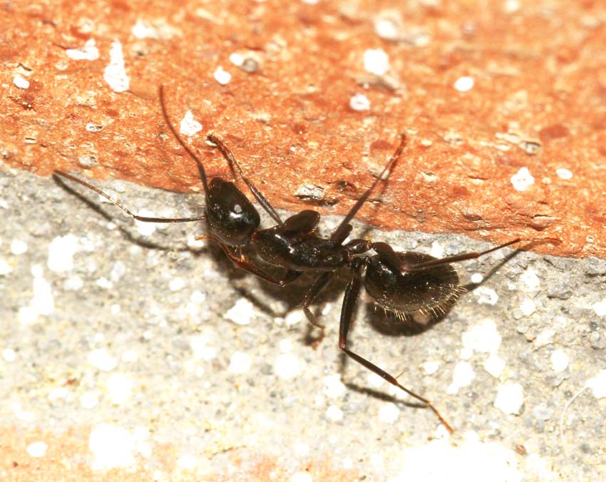 Camponotus (operaia minore)