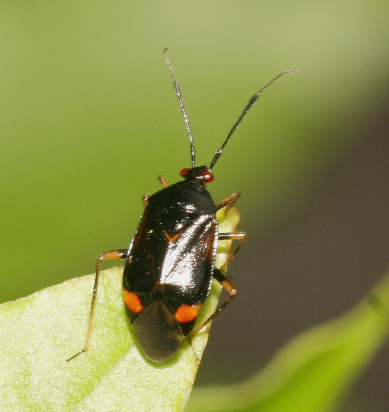 Miridae: Deraeocoris ruber f. segusina della Sardegna