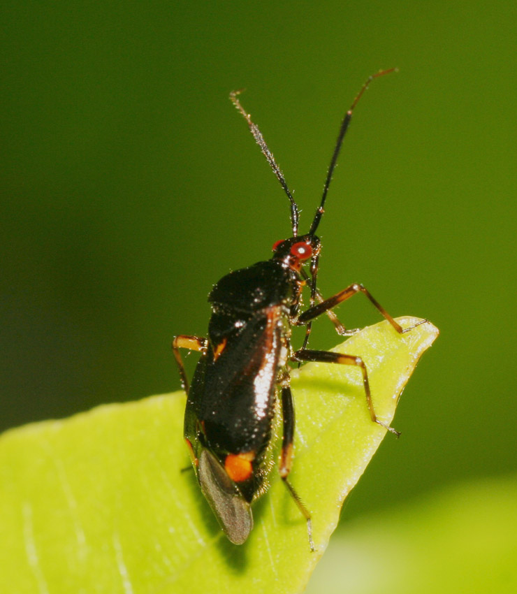 Miridae: Deraeocoris ruber f. segusina della Sardegna