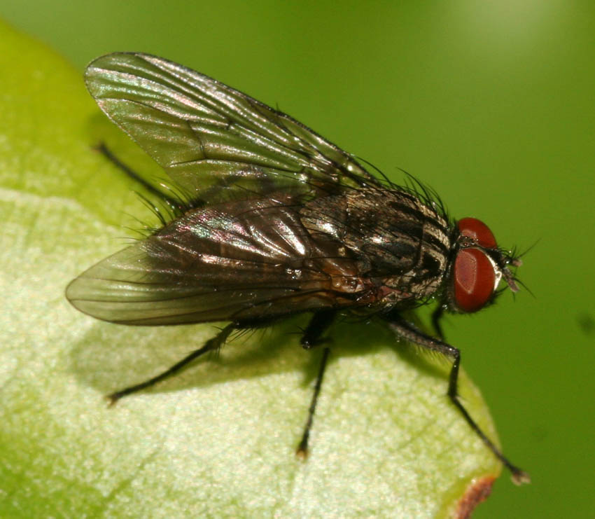 Helina sp M (Muscidae)