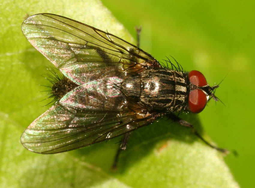 Helina sp M (Muscidae)