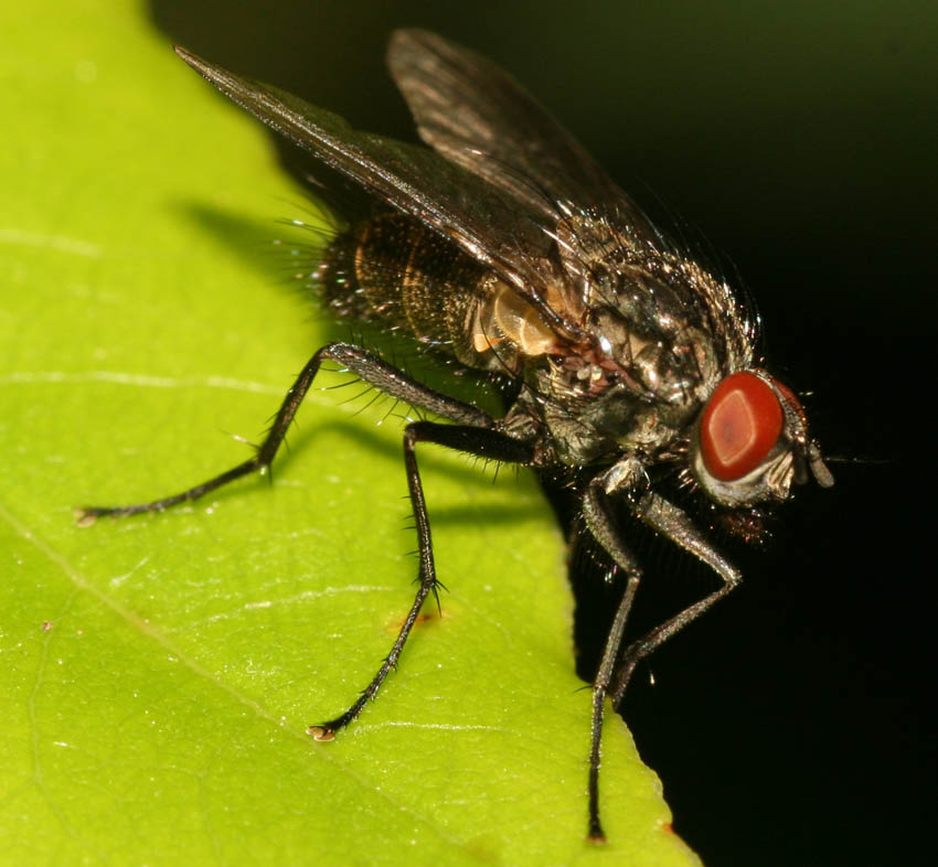 Helina sp M (Muscidae)