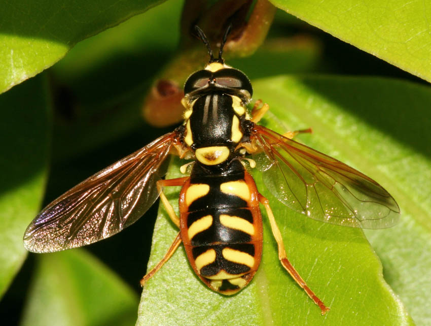 Chrysotoxum cisalpinum M (Syrphidae)