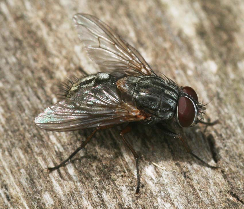 Muscina stabulans M (Muscidae)