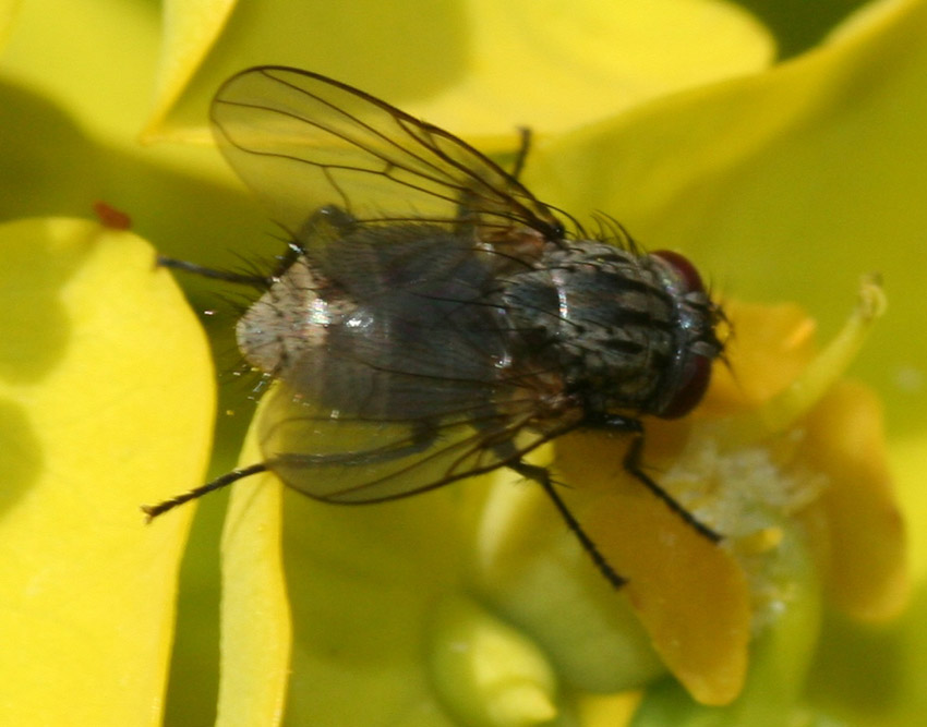 Myospila sp. (Muscidae)