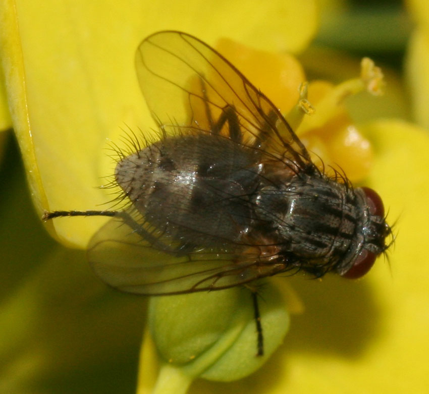 Myospila sp. (Muscidae)