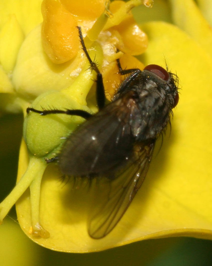 Myospila sp. (Muscidae)