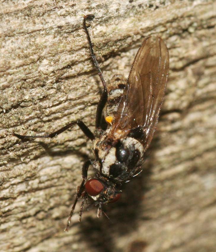 Muscidae? No Anthomyia sp. (Anthomyiidae)