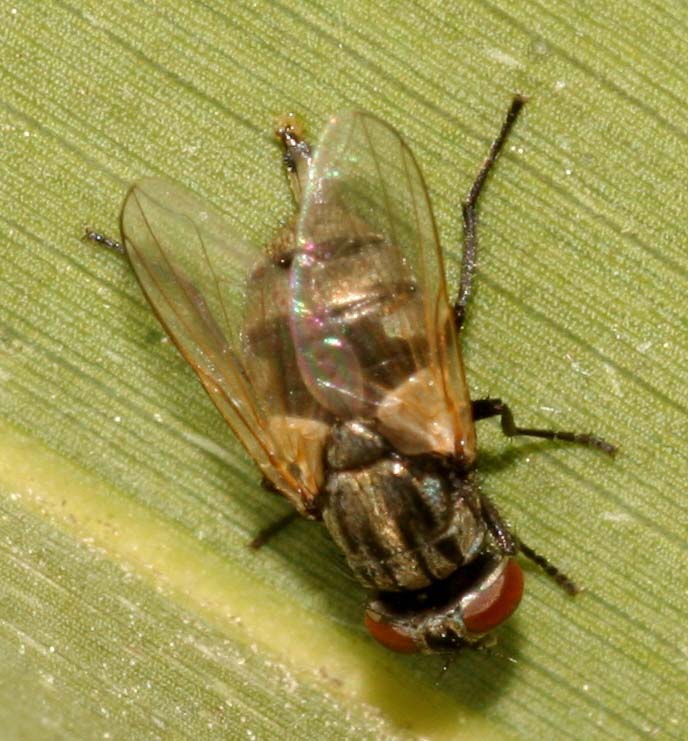 Musca sp. (Muscidae)