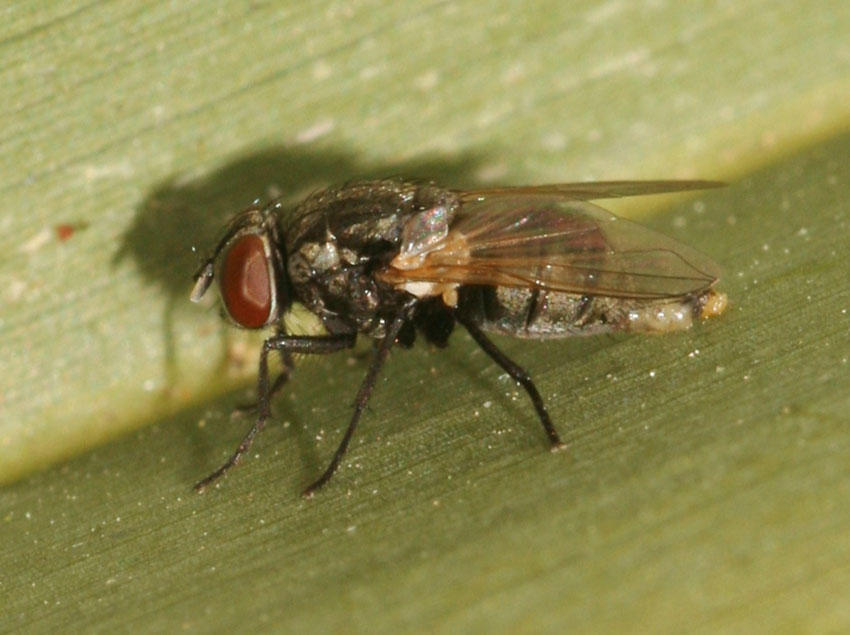 Musca sp. (Muscidae)