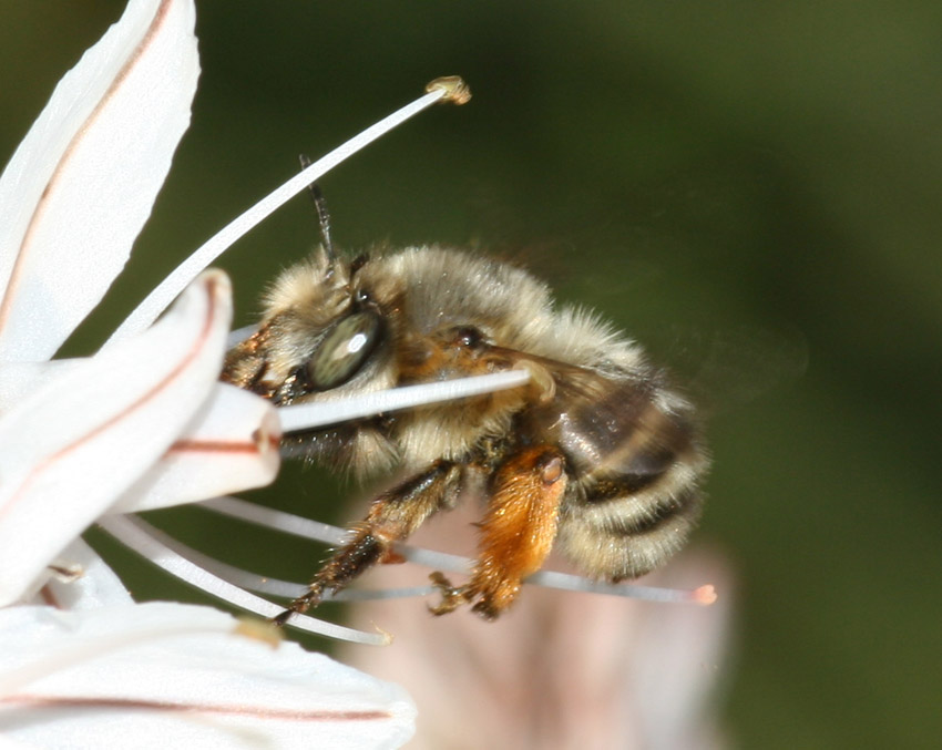 Anthophora dispar F (Apidae Anthophorinae)