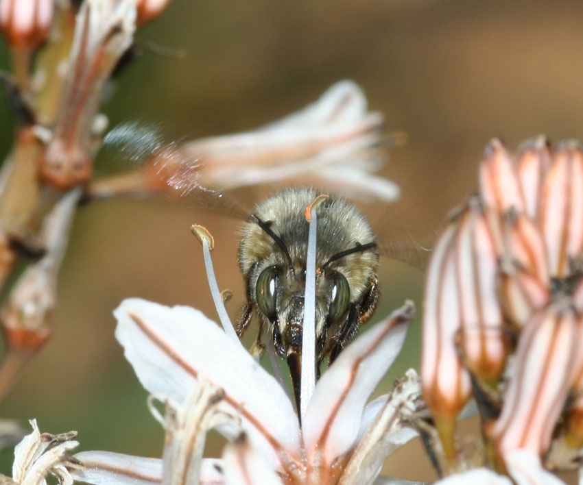 Anthophora dispar F (Apidae Anthophorinae)