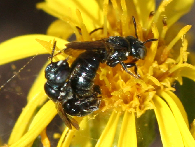 Apidae  Xylocopinae: Ceratina cucurbitina