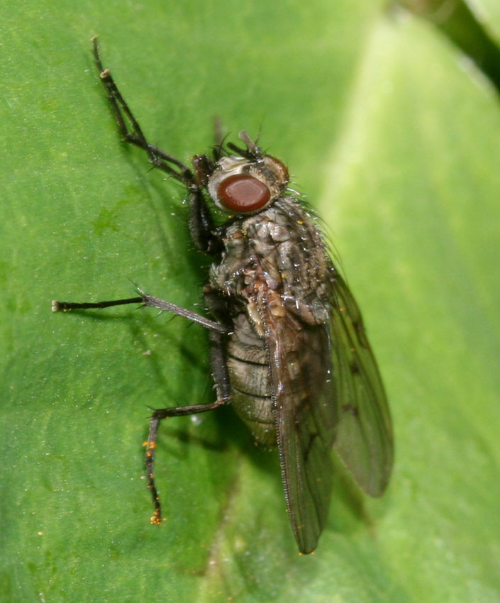 Helina annosa/evecta F (Muscidae).