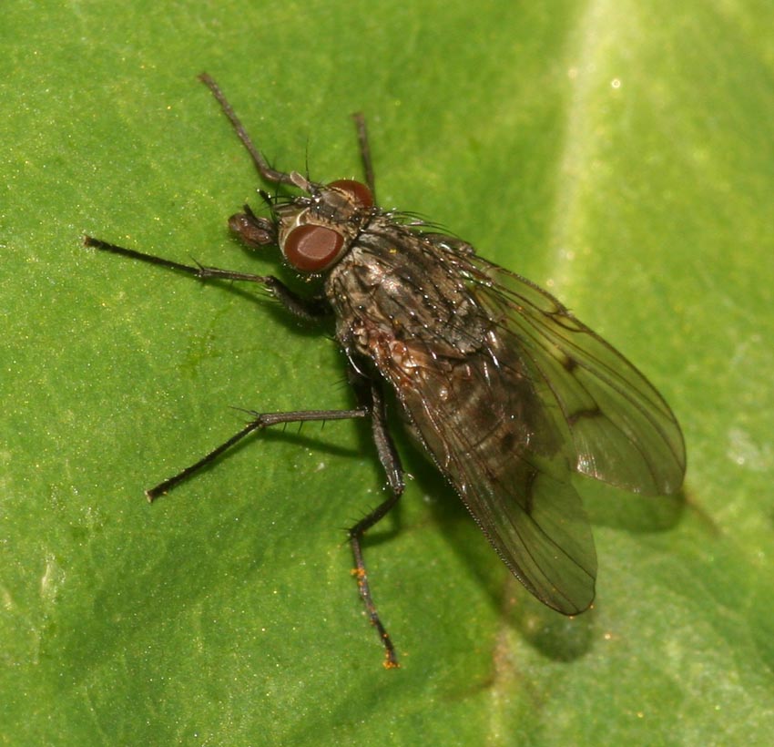 Helina annosa/evecta F (Muscidae).