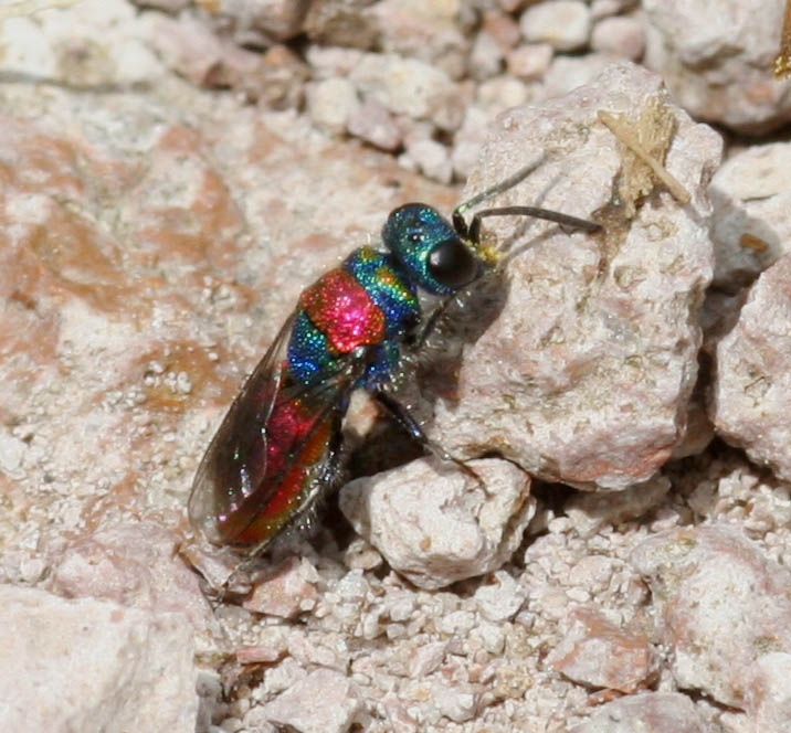 Chrysura sulcata e Chrysis semistriata (Chrysididae).