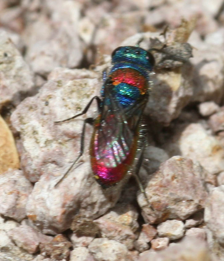 Chrysura sulcata e Chrysis semistriata (Chrysididae).