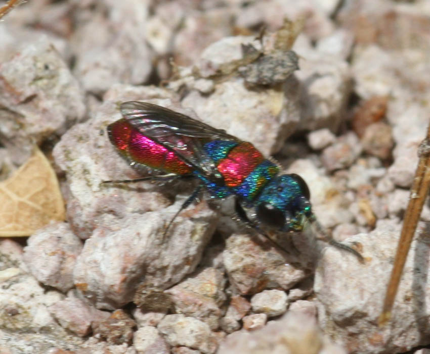 Chrysura sulcata e Chrysis semistriata (Chrysididae).