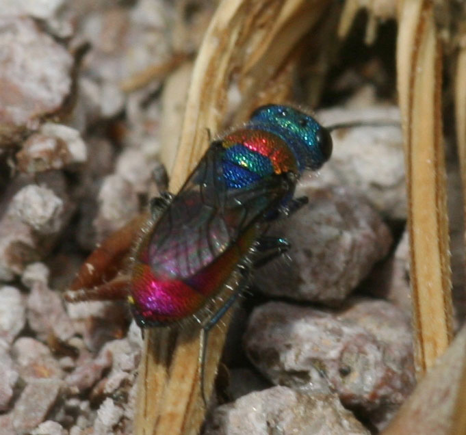 Chrysura sulcata e Chrysis semistriata (Chrysididae).