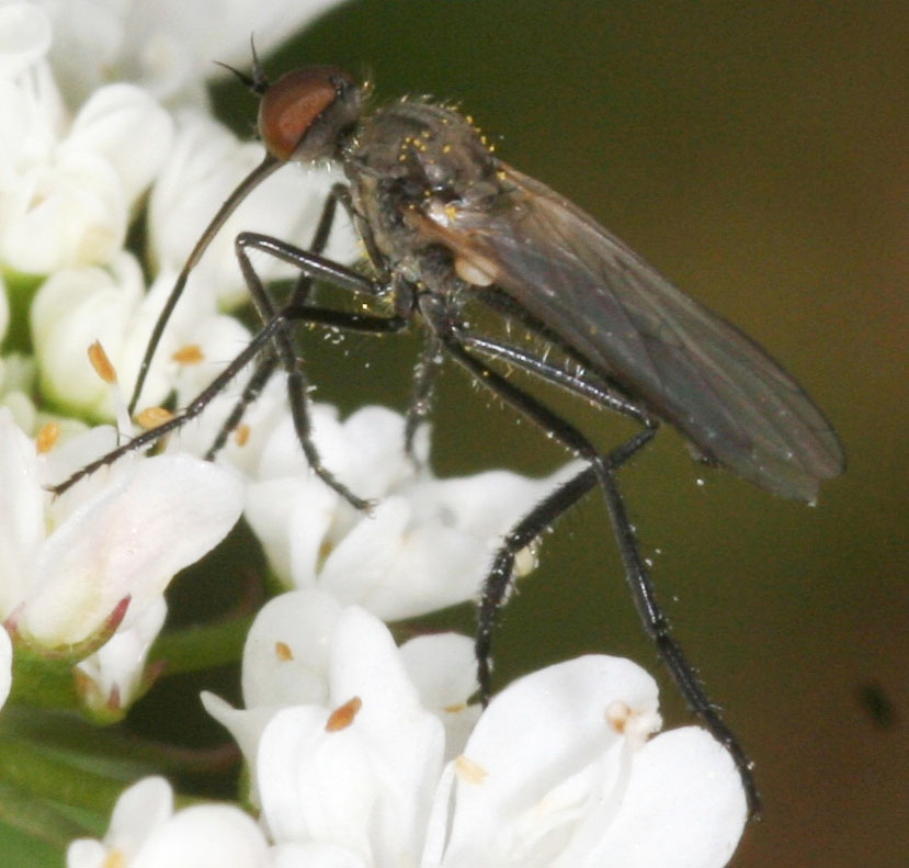 Empis femorata F (Empididae)