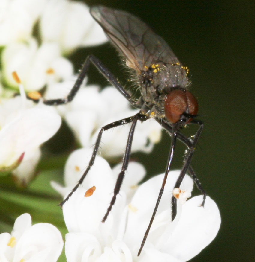 Empis femorata F (Empididae)