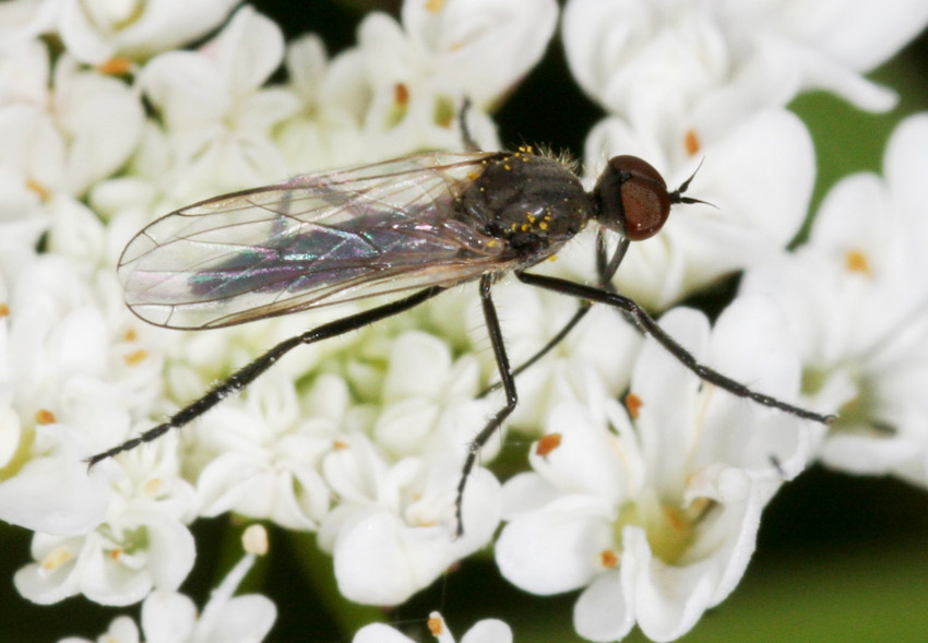 Empis femorata F (Empididae)