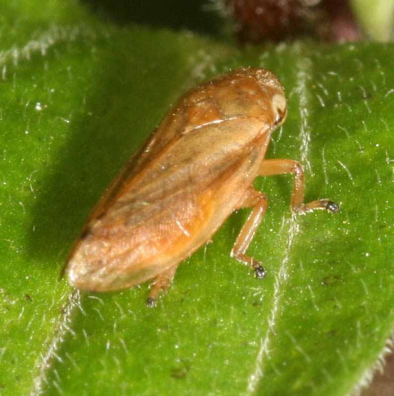 Philaenus spumarius