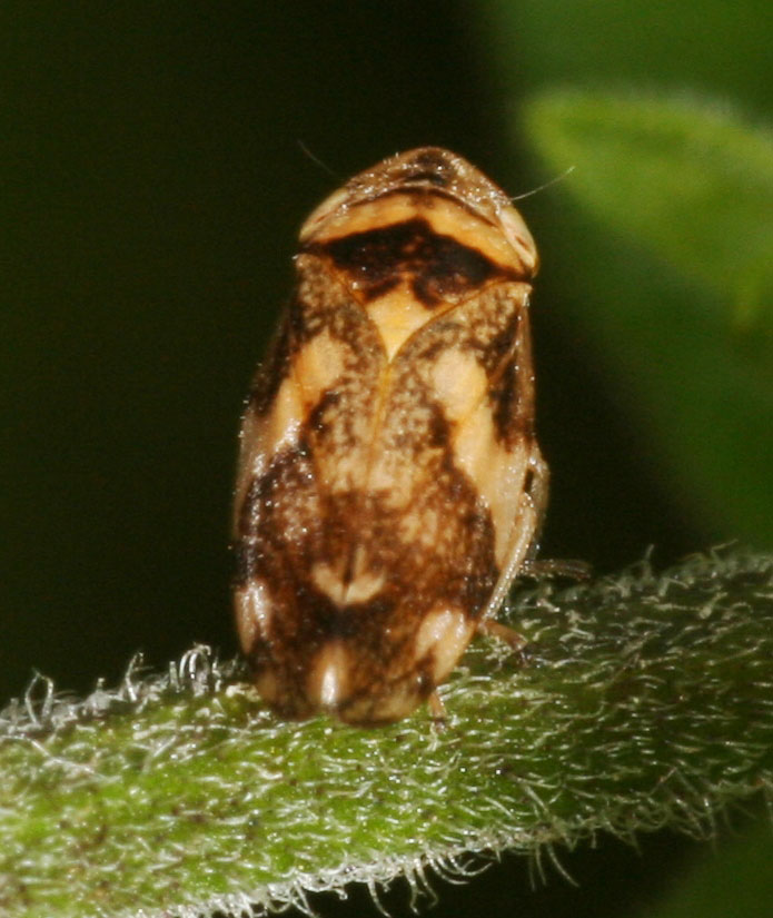 Philaenus spumarius