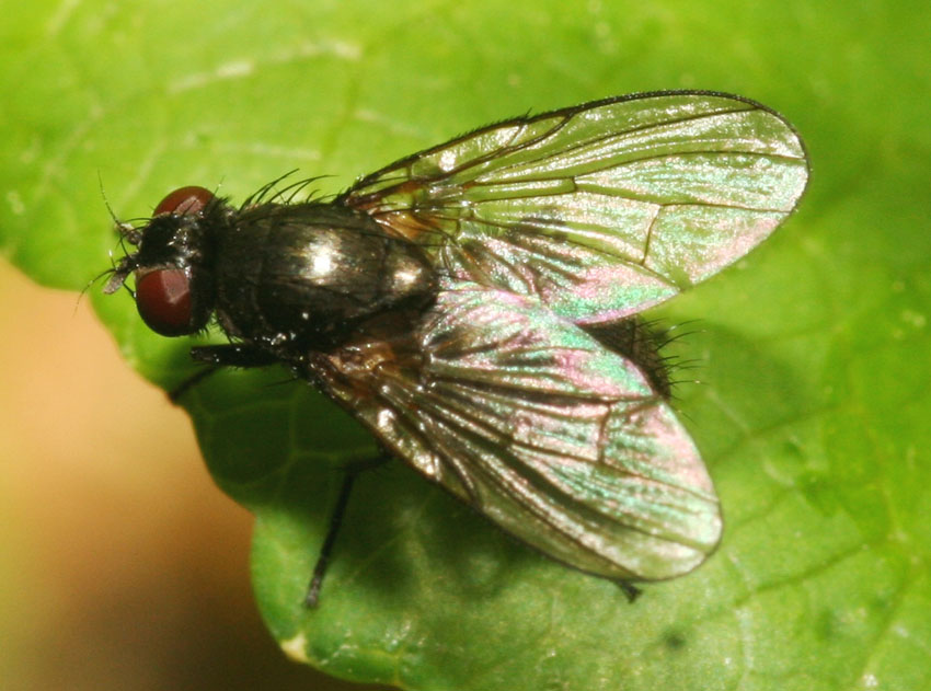 Hebecnema cf. nigra ♀ (Muscidae)