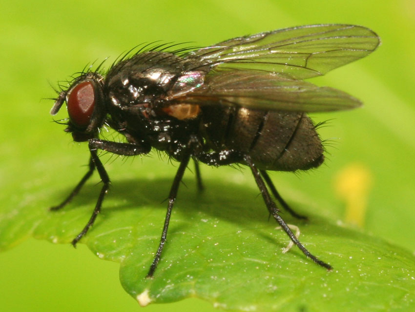 Hebecnema cf. nigra ♀ (Muscidae)