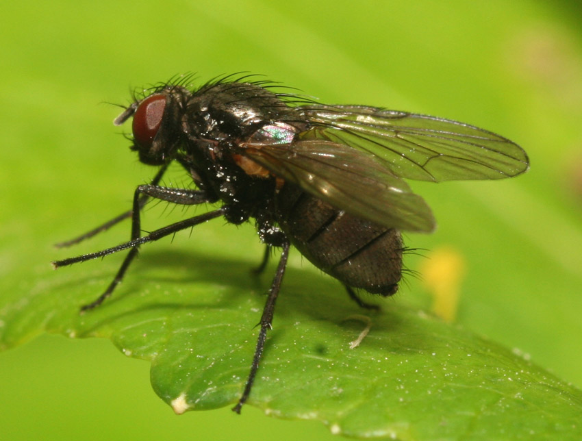 Hebecnema cf. nigra ♀ (Muscidae)