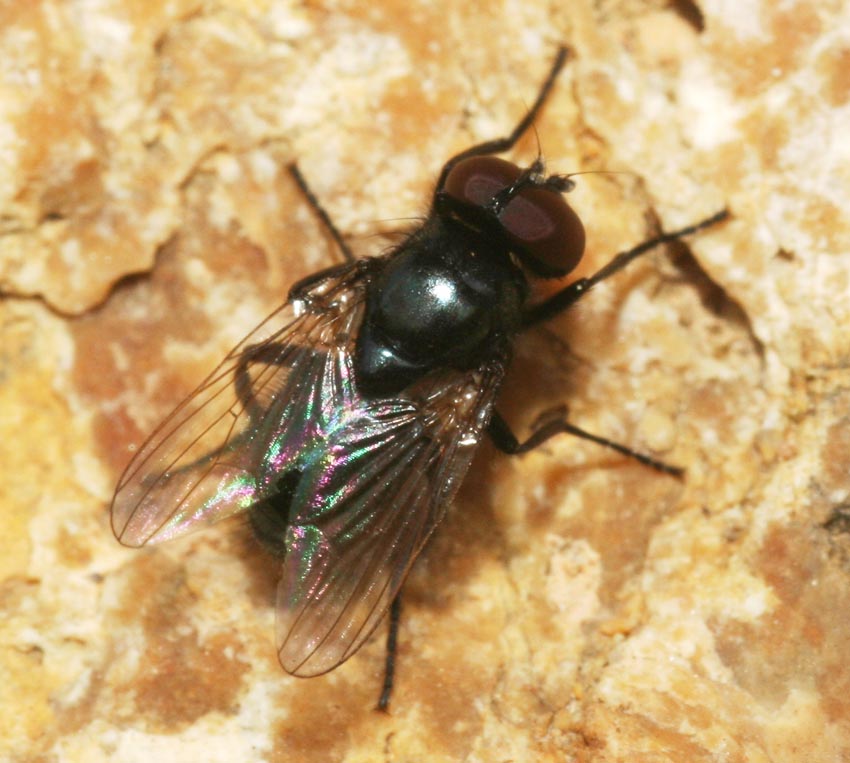 Hydrotaea (Ophyra) capensis ♂ (Muscidae)