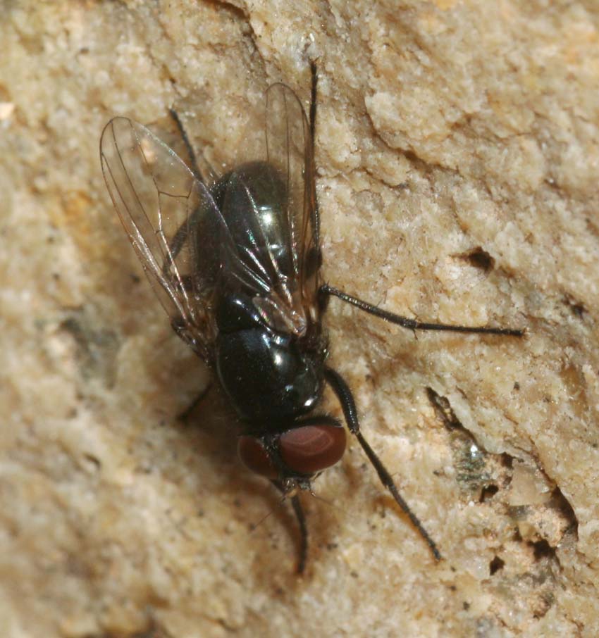 Hydrotaea (Ophyra) capensis ♂ (Muscidae)
