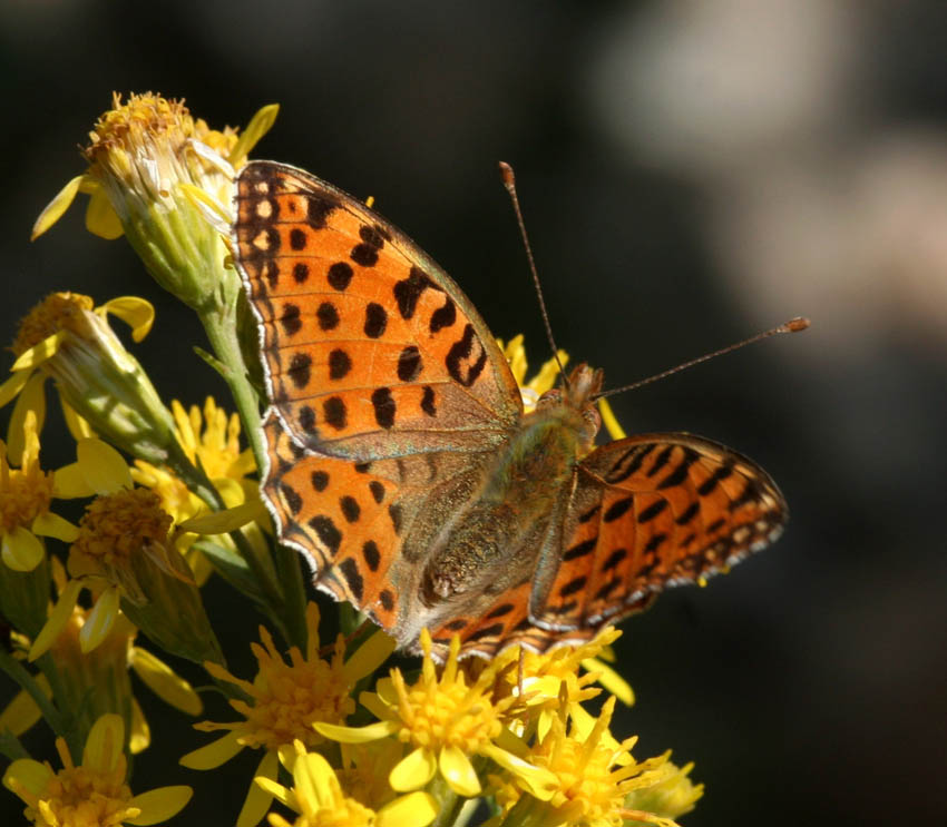 Argynnis ....