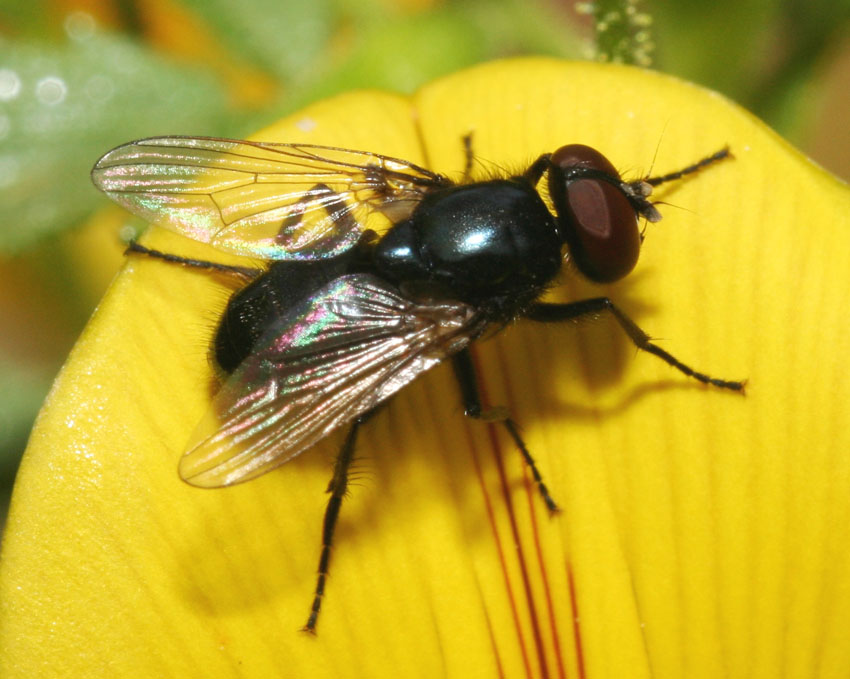 Hydrotaea (Ophyra) capensis ♂ (Muscidae)