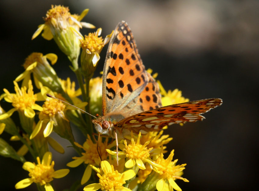 Argynnis ....