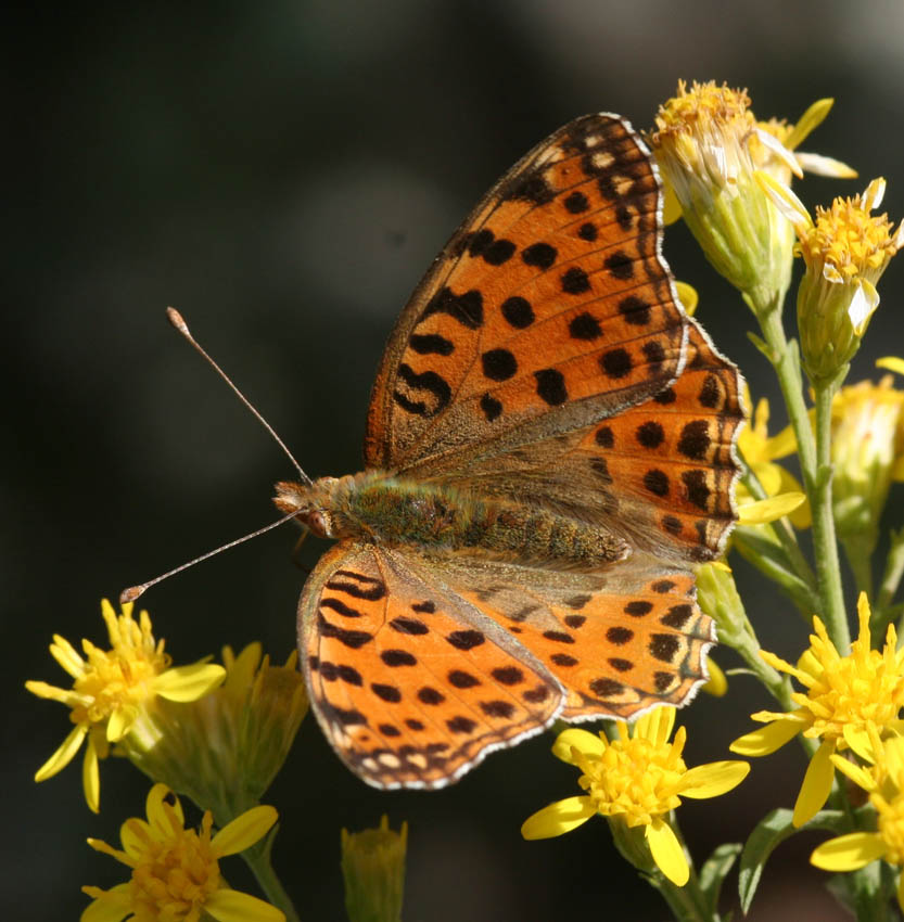 Argynnis ....