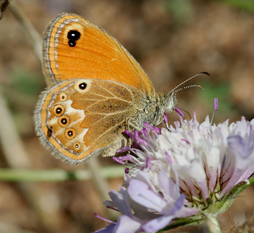 Coenonympha corinna (Nymphalidae Satyrinae)