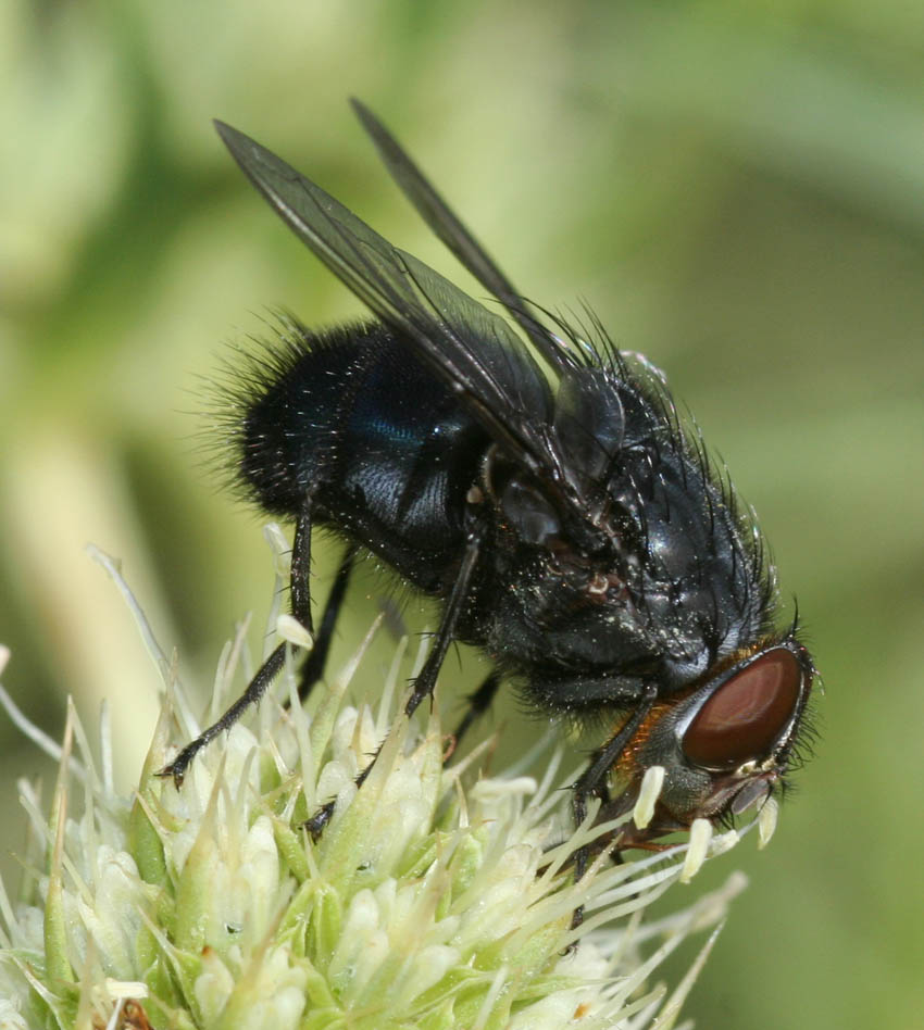 Calliphora vomitoria M (Calliphoridae)