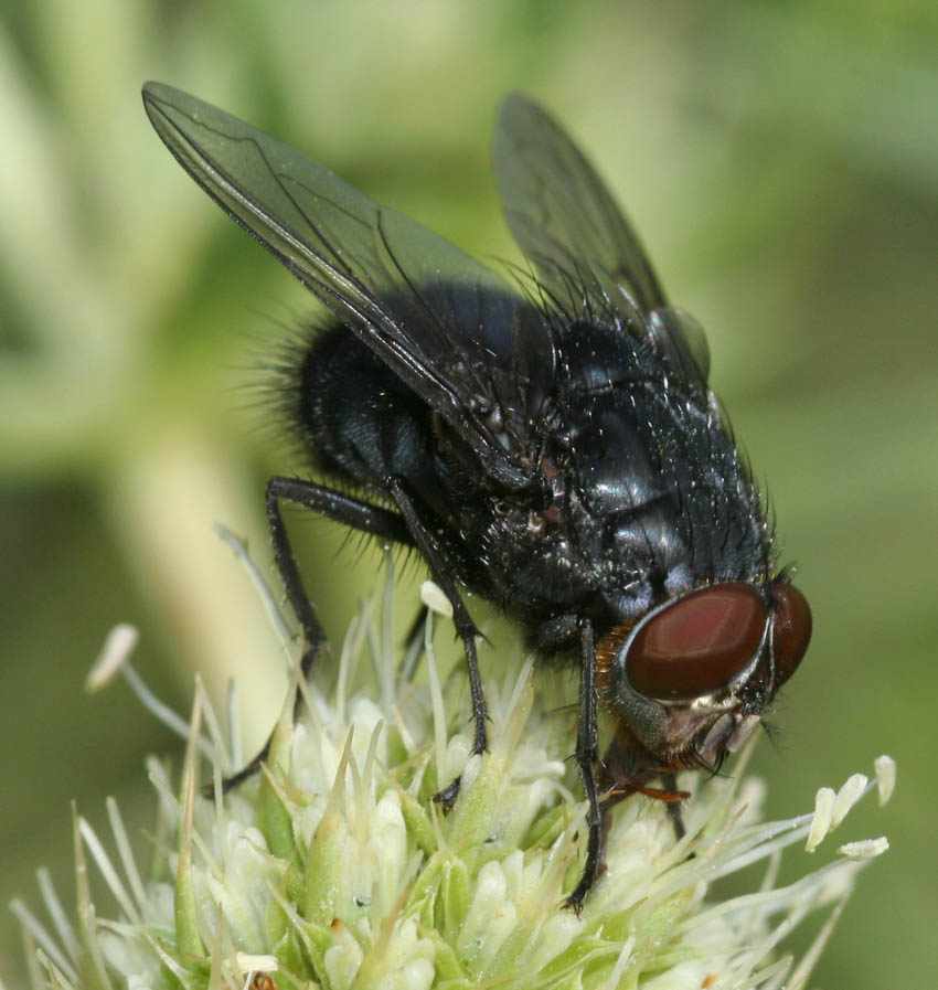 Calliphora vomitoria M (Calliphoridae)