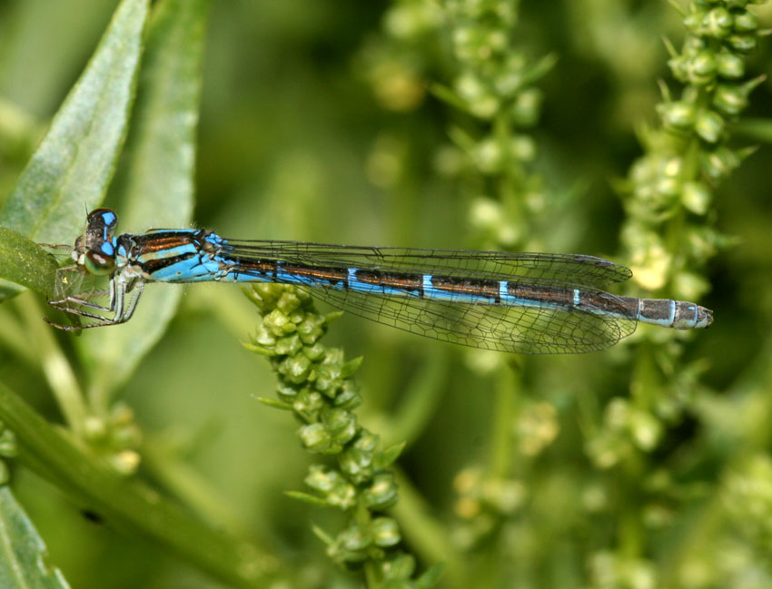 Coenagrion caerulescens