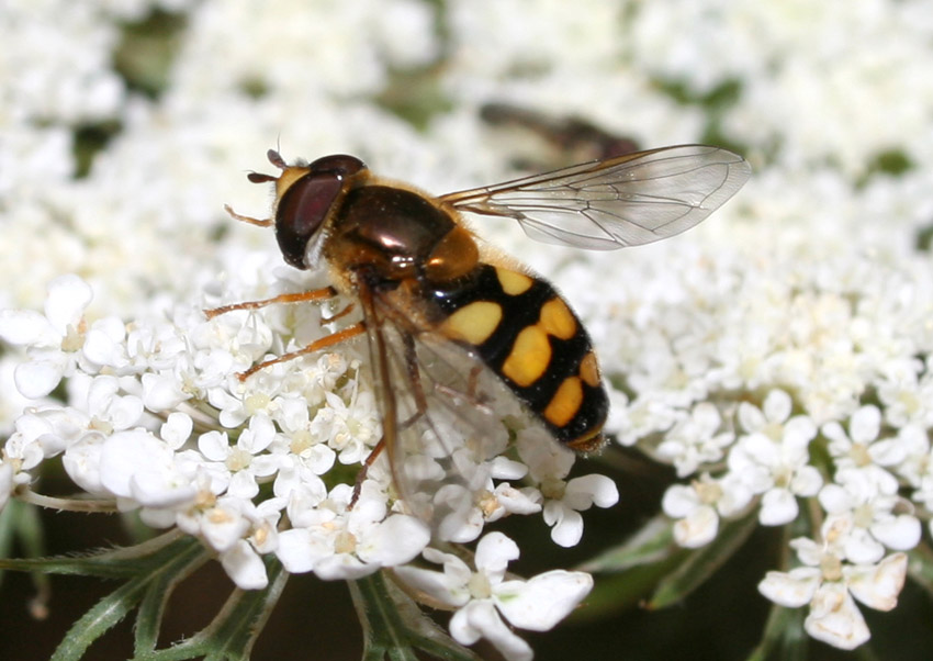 Chrysotoxum intermedium