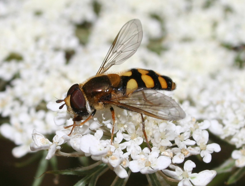 Chrysotoxum intermedium