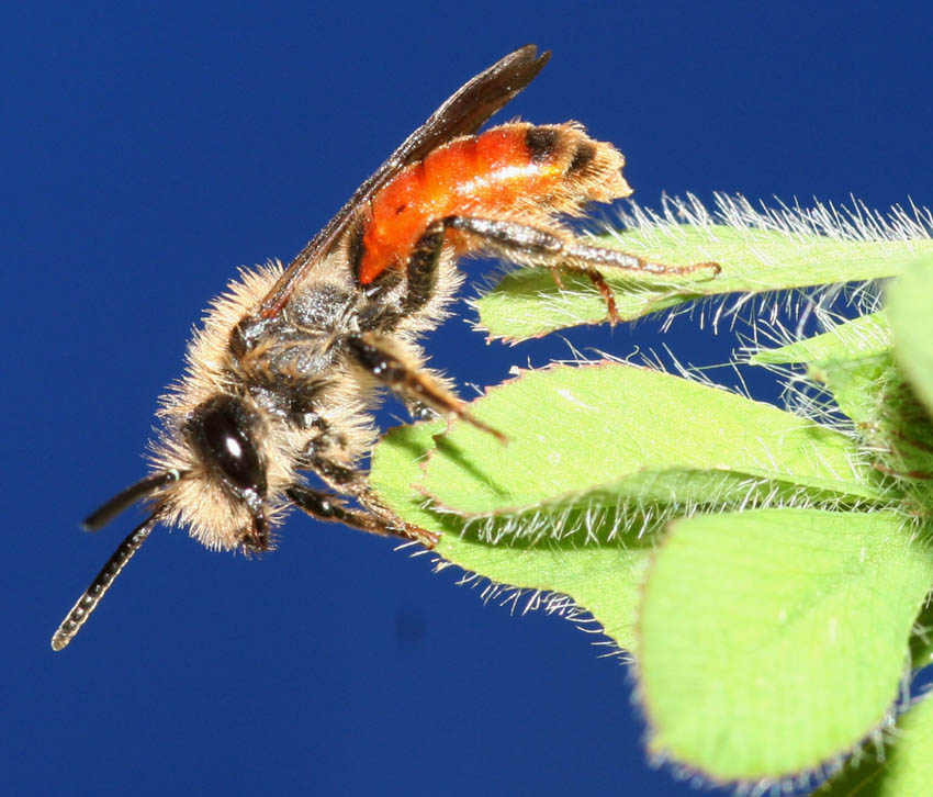 Andrena sardoa (Apidae Andreninae)